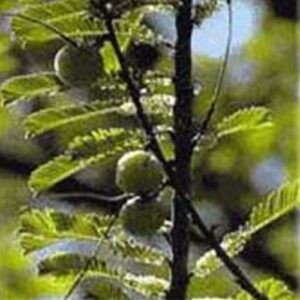 Amla (Emblica officinalis) Viable Seeds