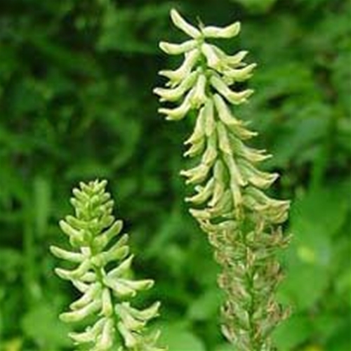 Astragalus Roots (Astralagus membranaceus) - Shaman's Garden