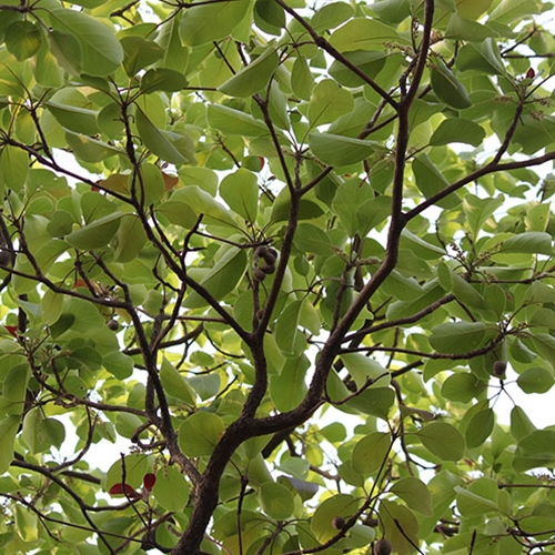 Baheda (Teminalia belerica) Dried Fruit - Shaman's Garden