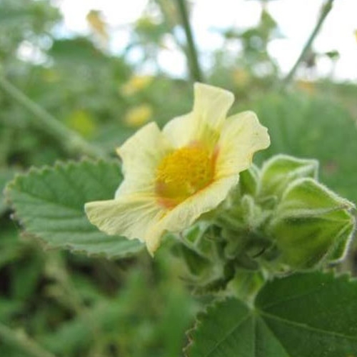 Bala Dried Herb (Sida cordifolia) - Shaman's Garden