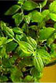 Calea Zacatechichi Rooted Cutting