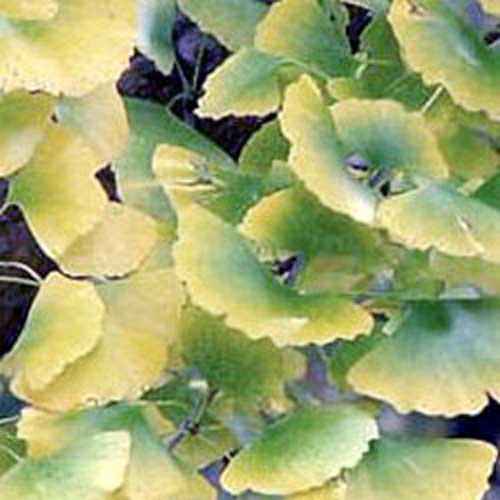 ginko - Shaman's Garden