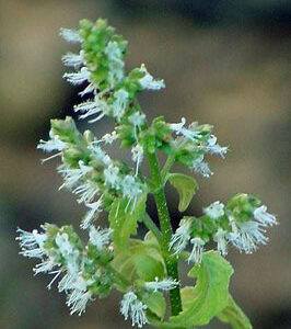 Patchouli Leaves