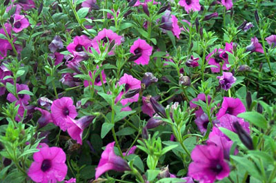 petunia-violacea - Shaman's Garden