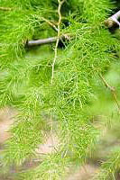 Shatavari Herb
