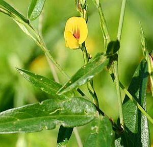 Zornia latifolia