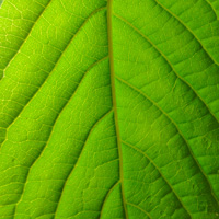 Live Plants