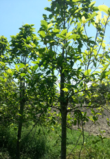Kratom