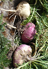 Maca Root