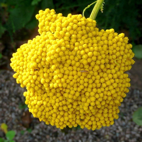 Dried Flowers - Shaman's Garden