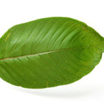 Rifat Kratom