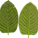 Maeng Da Kratom