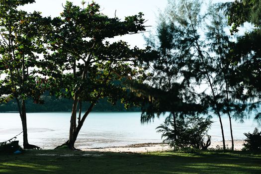 Dose of kava for anxiety? - ShamansGarden