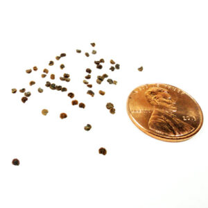 Kanna (Sceletium tortuosum) Seeds (10 Seeds)