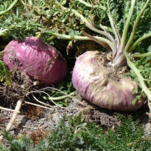 Maca Root