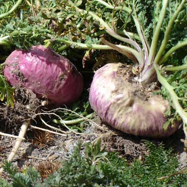 Maca Root - Shaman's Garden