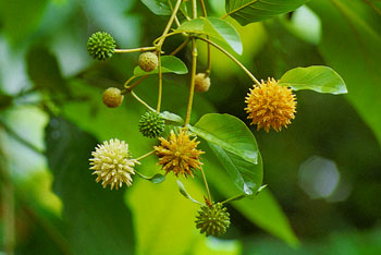 mitragyna-speciosa