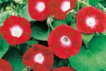 Bright red morning glory flowers with white centers growing among green leaves in a garden bed.