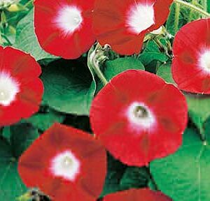 Bright red morning glory flowers with white centers growing among green leaves in a garden bed.