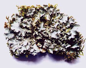 Rock Blooms (Parmotrema menyamyaense)